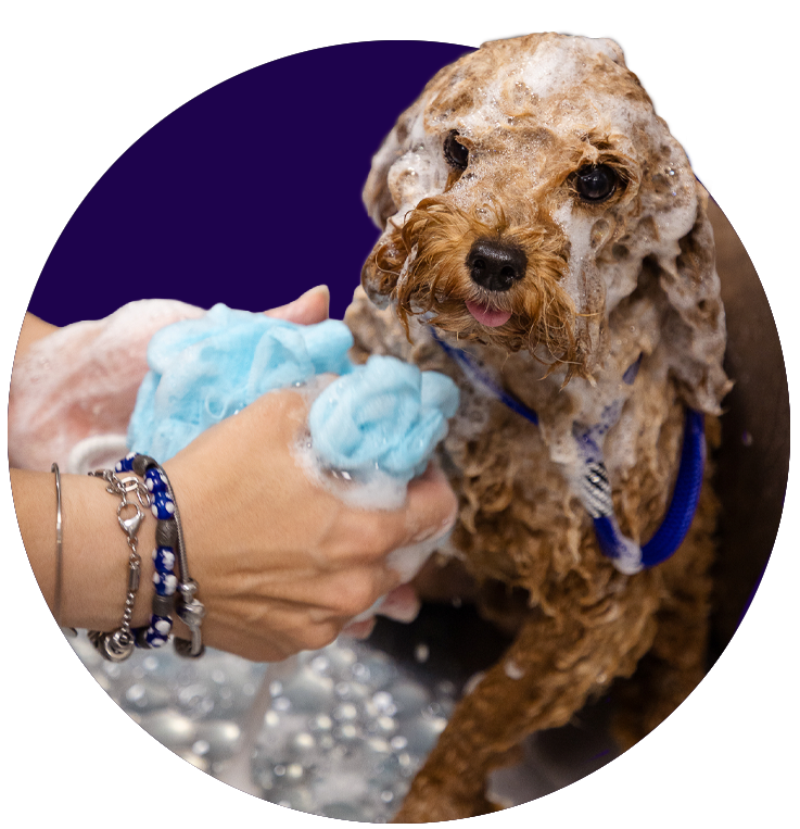 Lavaggio Pet solo con prodotti certificati